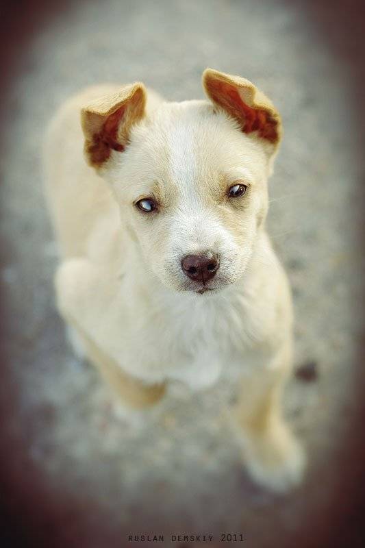 Автор: Руслан щенок, собака, Руслан