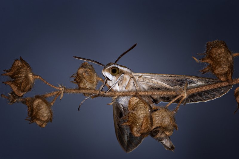 Почти птица!photo preview