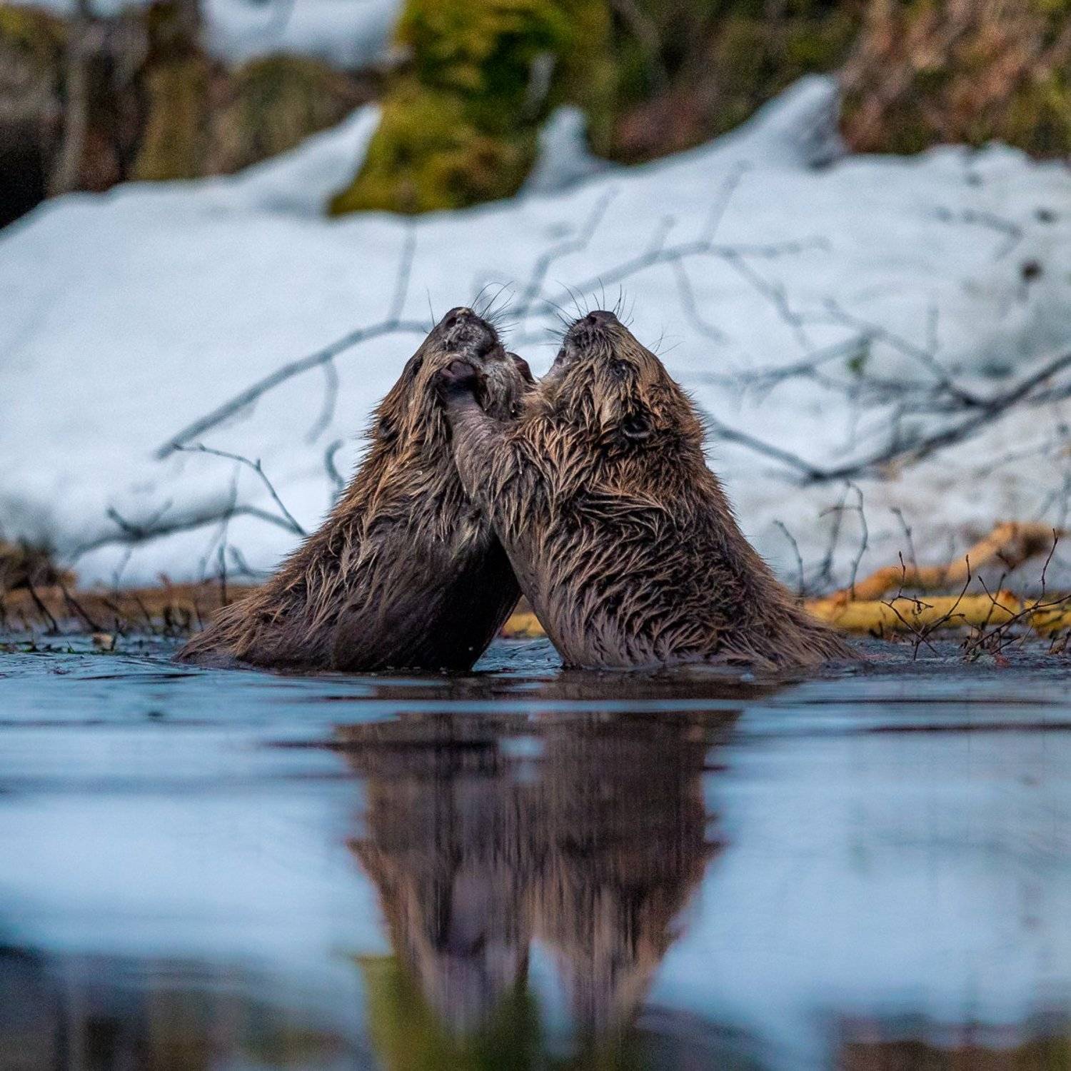 Beaver. Автор: Arnfinn Malmedal , Arnfinn Malmedal