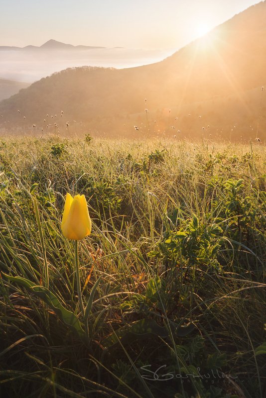 Маркхотский хребет, Краснодарский край, россия, тюльпан, пейзаж, рассвет, закат, цветок,желтый Цвет солнцаphoto preview
