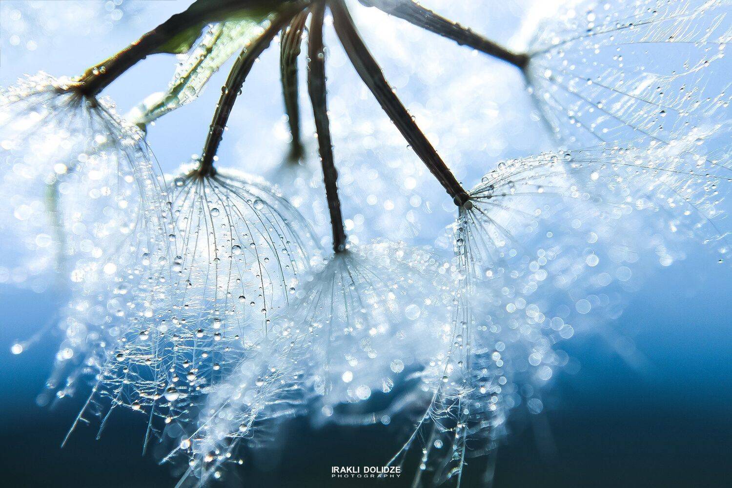 macro, world, morning, blue, bokeh, drops, rain, sun, light, highlight, focus, beautiful, утро, , ირაკლი დოლიძე