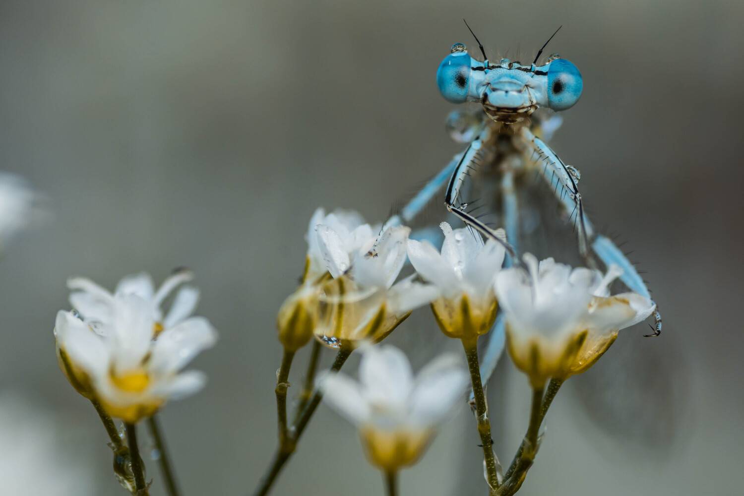 ***. Автор: Роман Зайцев , Роман Зайцев