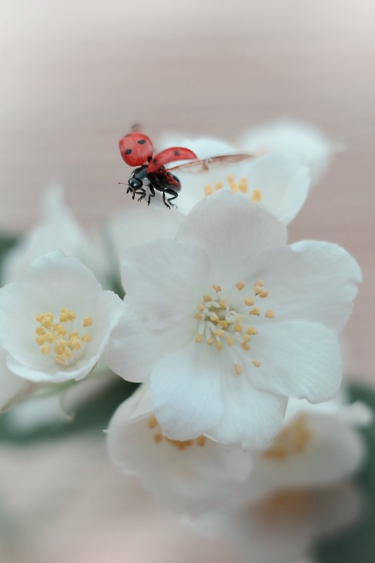 Нежность утраphoto preview