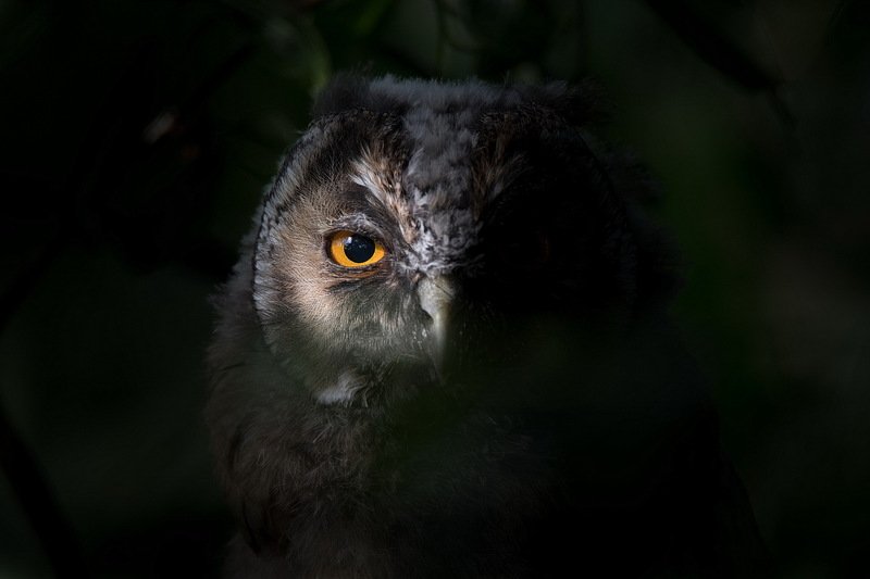 Сова в кустах.photo preview