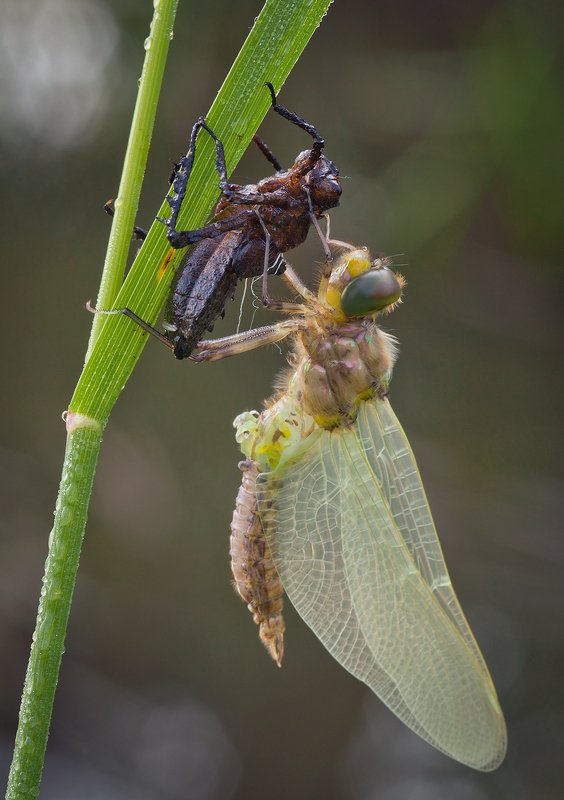 Перерождениеphoto preview