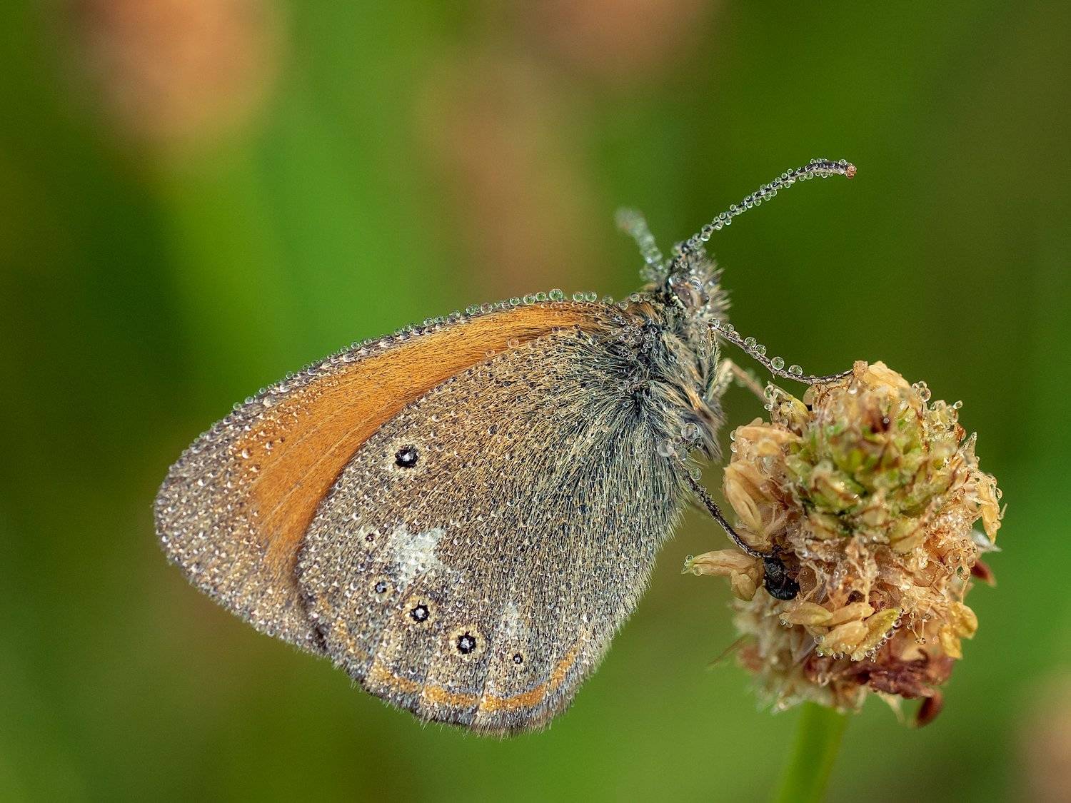 , Марина Брыдня