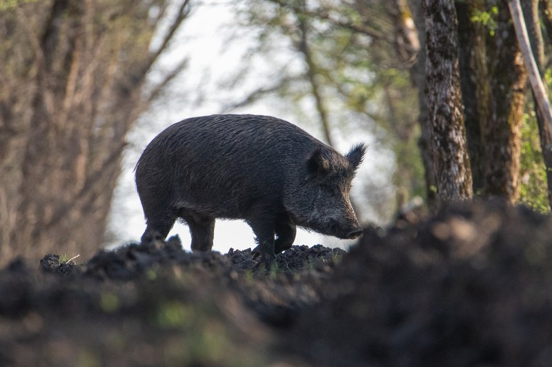 кабан, животные, природа, фауна Идет по деламphoto preview