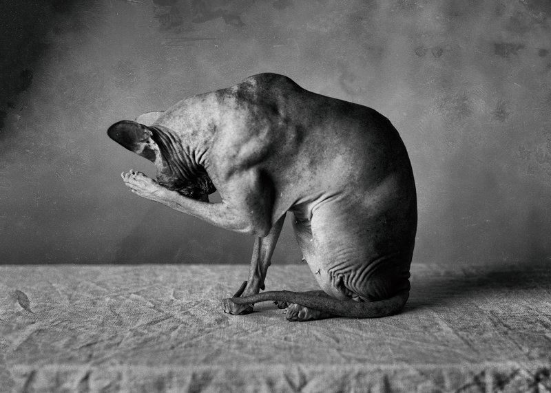 кошка, сфинкс, черно-белое, портрет, Extinguish the light!photo preview