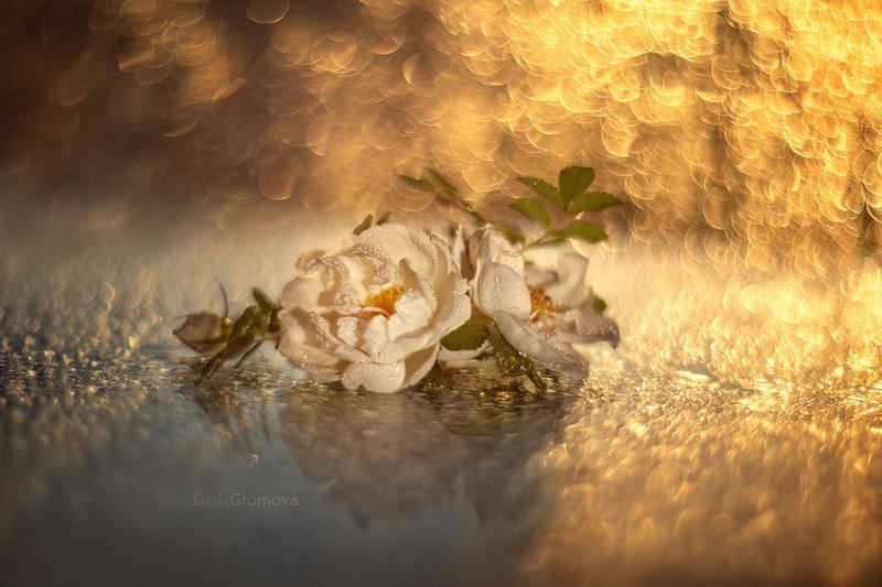 шиповник, боке, натюрморт, дарья громова, фотография, фото, фотоарт, фотограф, цветы, закат Июньские розыphoto preview