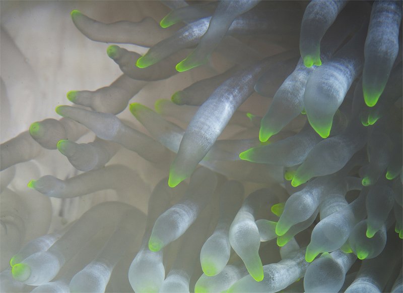 анемоновая нежность фото превью