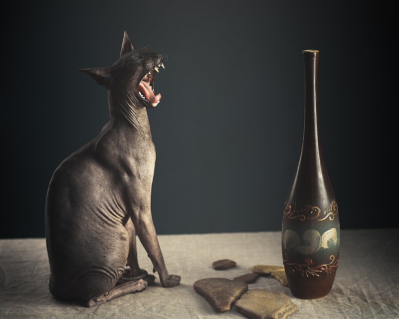 кошка, сфинкс, цвет, портрет, А не спеть ли мне песню??photo preview