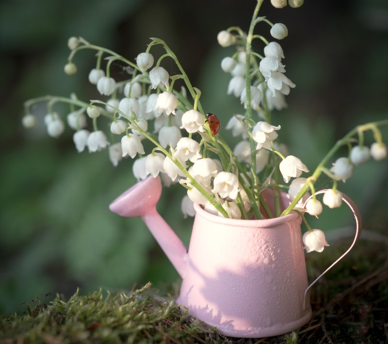 ландыши, божья коровка, лейка, лес, мох, волшебство, цветы, закат, вечер, солнце, тепло Тёплый вечер...photo preview