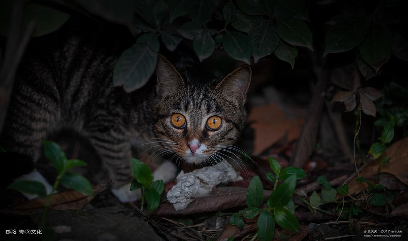 流浪猫photo preview