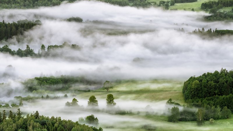 forest, fog, morning, spring, fields, trees Forest in the morning mistsphoto preview