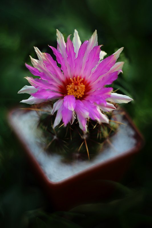 телокактус, двуцветный.(thelocactus, bicolor), лето, цветы, кактус Телокактус двуцветный.(THELOCACTUS BICOLOR)photo preview