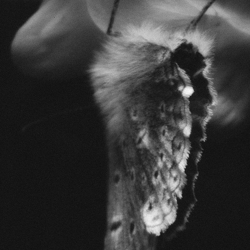 Ракушкаphoto preview