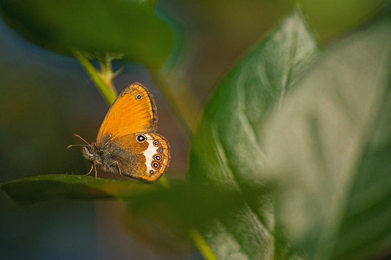 бабочка,лист,трава,солнце,крылья,свет,блик,цветок ***photo preview