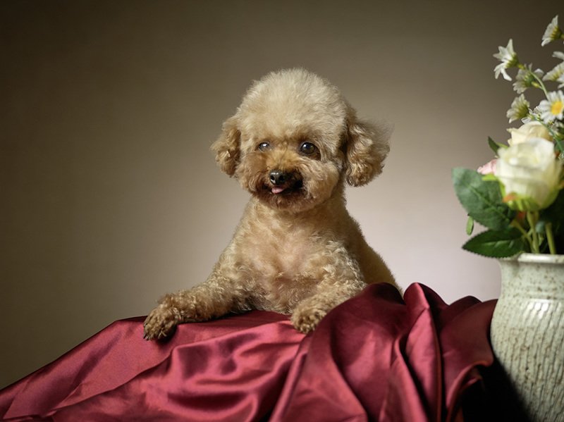 animals photo preview