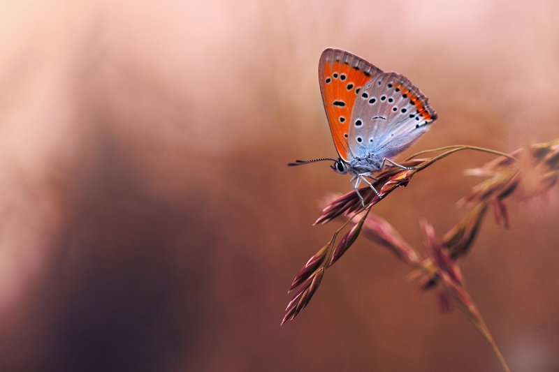 бабочка, закат, вечер, природа, насекомые, макро На закатеphoto preview