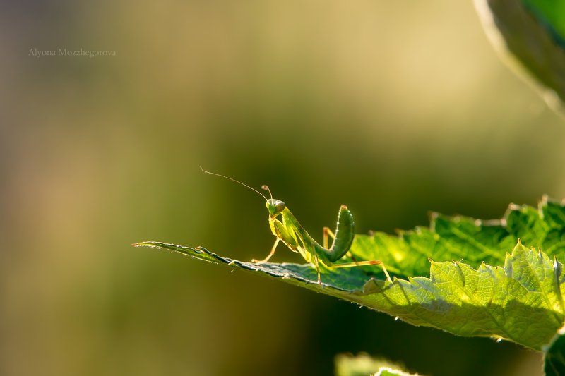 макро, богомол, зелень Маленькая козявка...:)photo preview