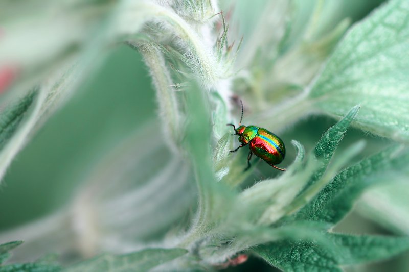 жуки, листоеды, хризомелин, букашка, насекомое, насекомые, bugs, insects, chrysomelinae, chrysomelidae Поскользнулся, упал, очнулся в сказке...photo preview