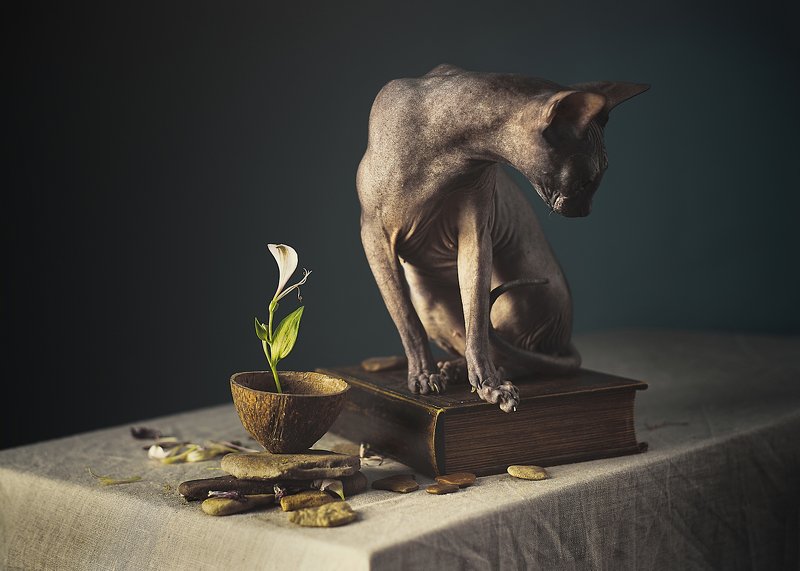 кошка, сфинкс, цвет, портрет, кошка-модель, животные позируют Модели на неделе или ТФП по кошачьиphoto preview