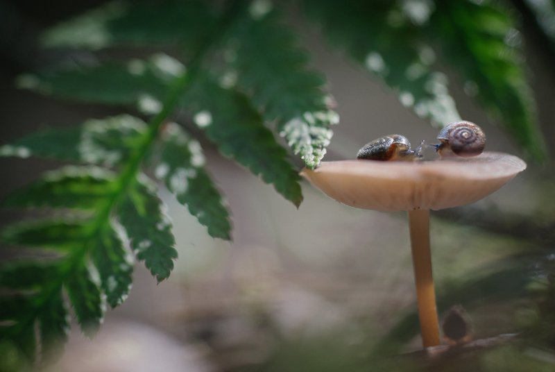 улитки, природа, папоротник, гриб, любовь, волшебство Свиданиеphoto preview
