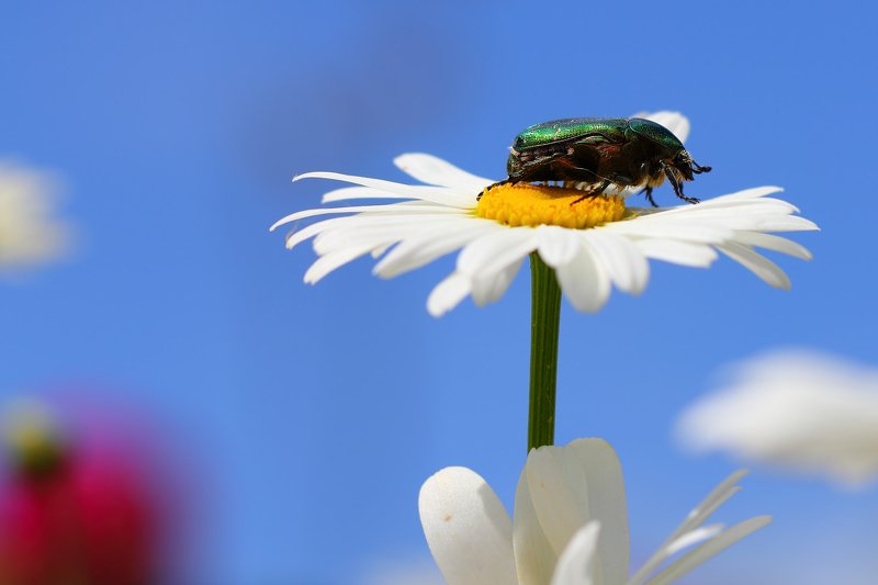 бронзовки, букашка, насекомое, насекомые, жучок, жуки, жучки, bugs, insects, cetoniinae Высоко сижу, далеко гляжу...photo preview