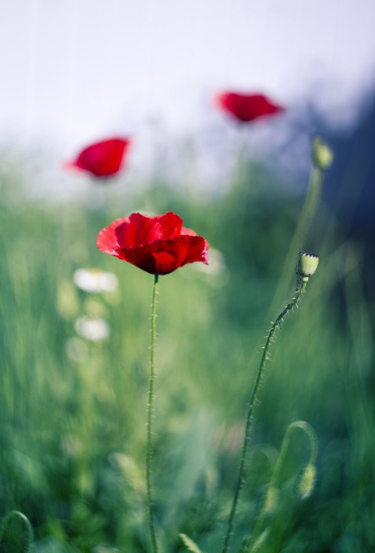 Helios 44m-2 **** фото превью