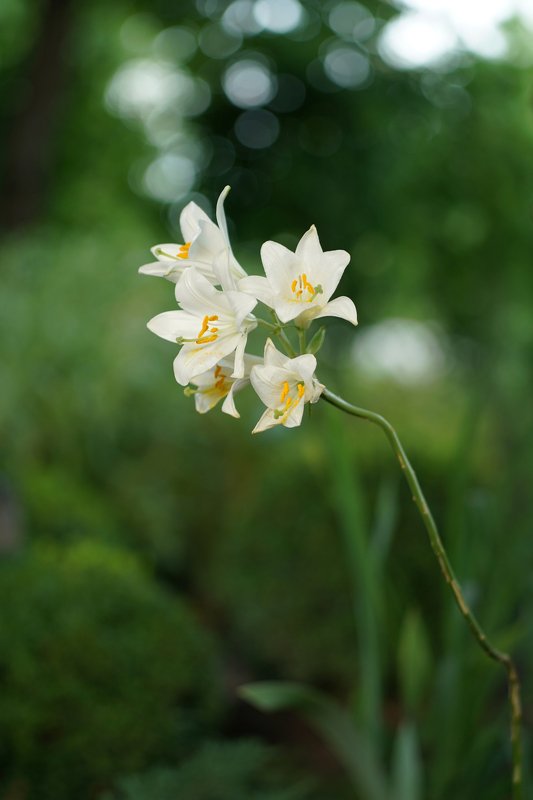 лилии в саду Лилииphoto preview