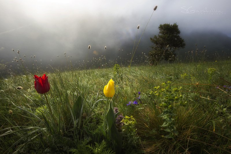 Маркхотский хребет, Краснодарский край, тюльпан Вдохни глубокоphoto preview