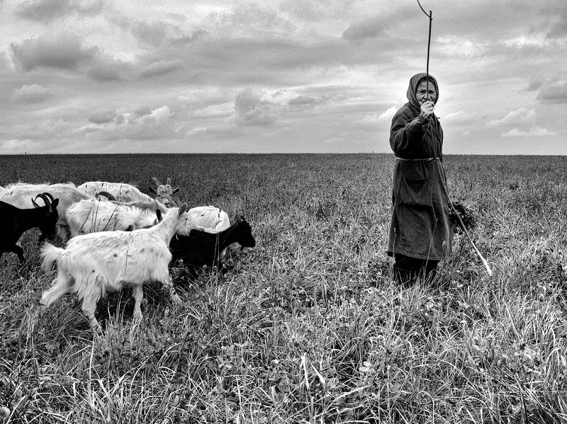 бабушка, козы, поле В полеphoto preview