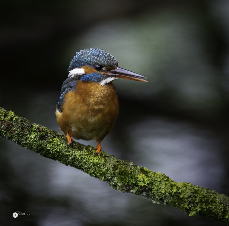 birds, nature Kingfisherphoto preview