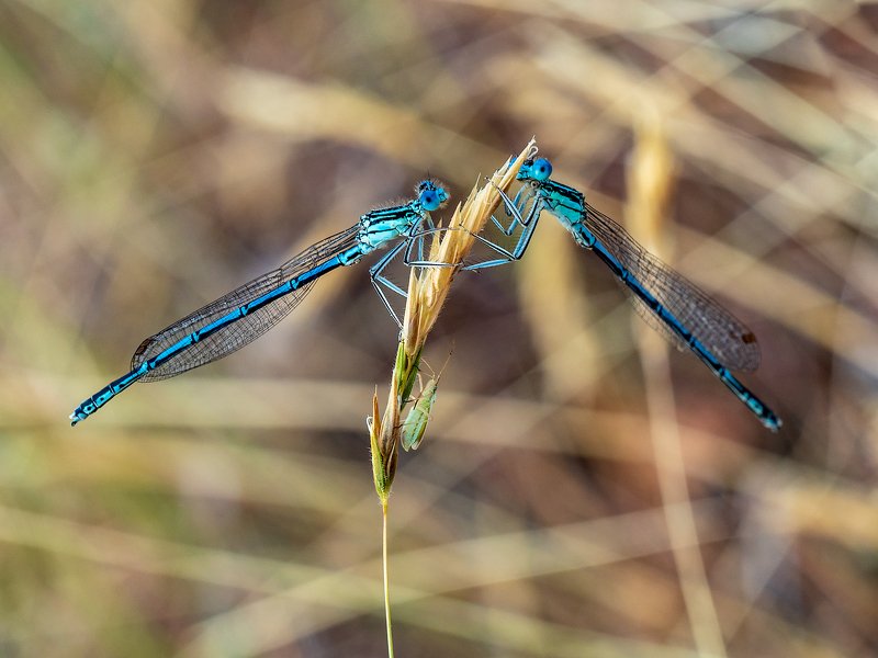 Третий лишний?photo preview