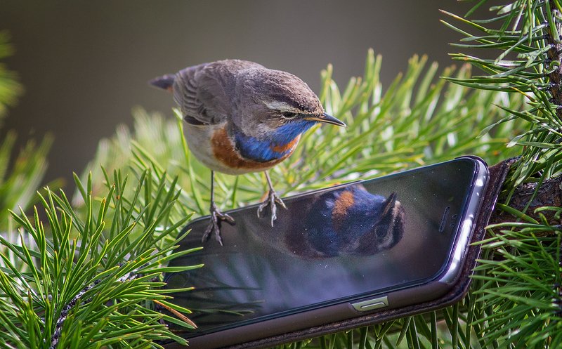 птицы,сеевер,варакушка,коми,печора,анималистика,birds,seever,turukhtan ,komi,pechora,animalism, Свет мой,зеркальце,скажи....))))photo preview