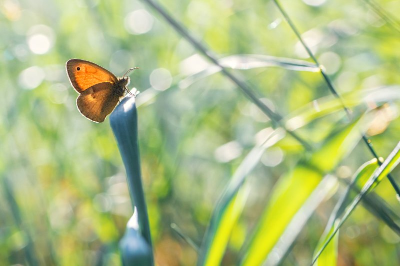 бабочка,лист,трава,солнце,крылья,свет,блик,цветок ***photo preview
