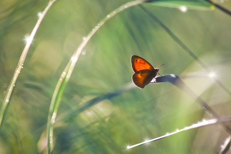 бабочка,лист,трава,солнце,крылья,свет,блик,цветок ***photo preview