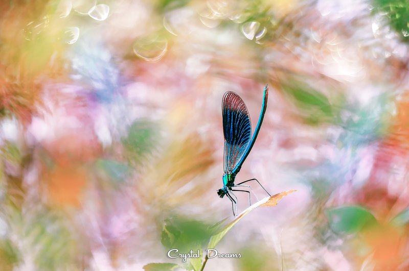 crystal dreams, macro, summer, color, art, nature, dragonfly Powerful summerphoto preview