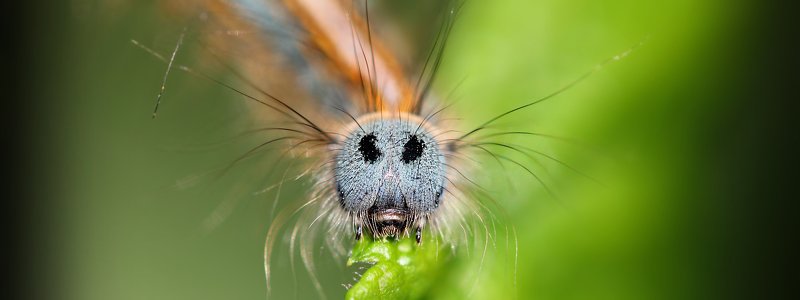 гусеница, гусеницы, шелкопряды, коконопряды, букашка, насекомое, насекомые, caterpillars, insects, lasiocampidae Я поцелую провода, и не ударит меня ток...photo preview