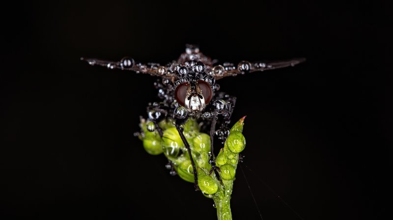 Истребитель к взлету готов..photo preview