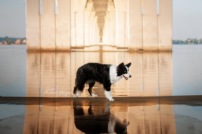 собака, анималистика, лето, рассвет Рассветphoto preview