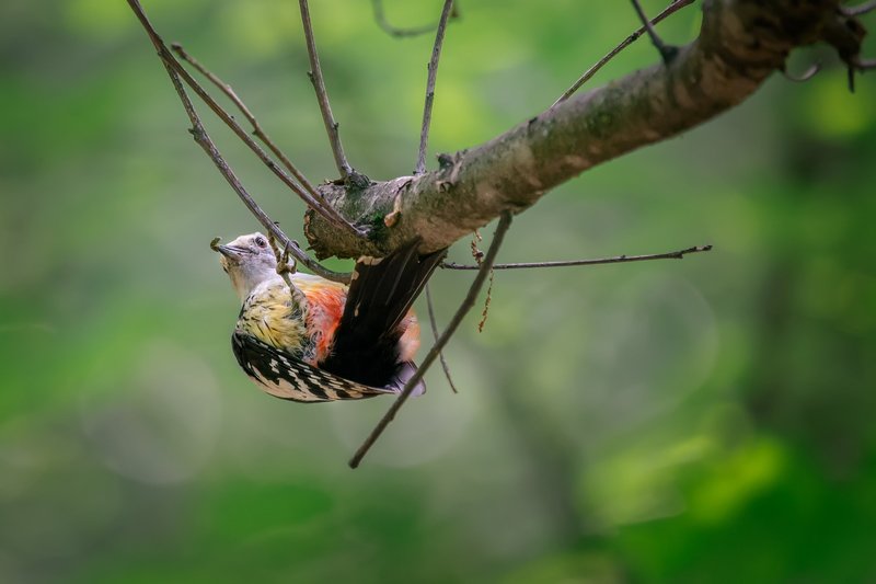 Хочешь жить, умей вертетьсяphoto preview