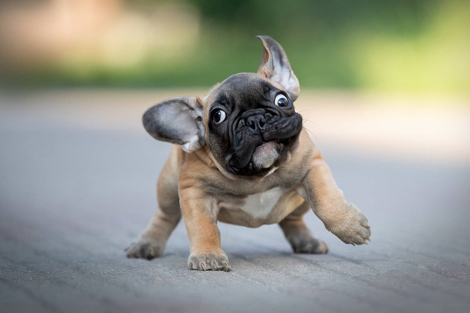 , Светлана Писарева