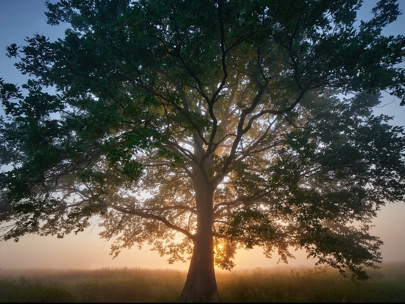 Солнце в кронахphoto preview