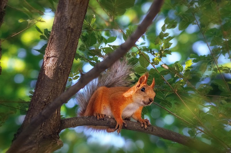 moment, момент, beautiful, красивый,  юпитер-37а, manual lens, мануальная оптика, nature, природа, wildlife, живая,  animal, животное, red, рыжая, squirrel, белка, У меня к тебе серьезный разговор! :)photo preview