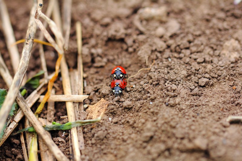 божья, коровка, букашка, насекомое, насекомые, жучок, жуки, жучки, bugs, insects Микропастбище. Коровы и пастух...photo preview