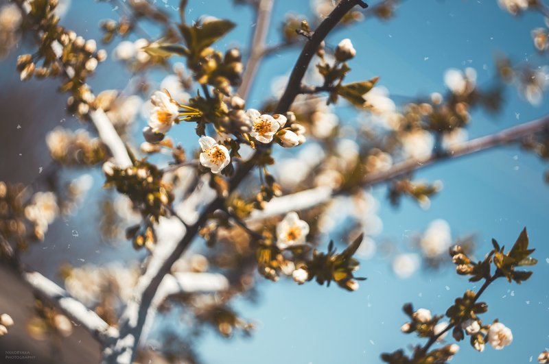 природа, вишня, деревья, цветы, весна, боке, nature, cherry, trees, flowers, spring, bokeh, весенние нежностиphoto preview