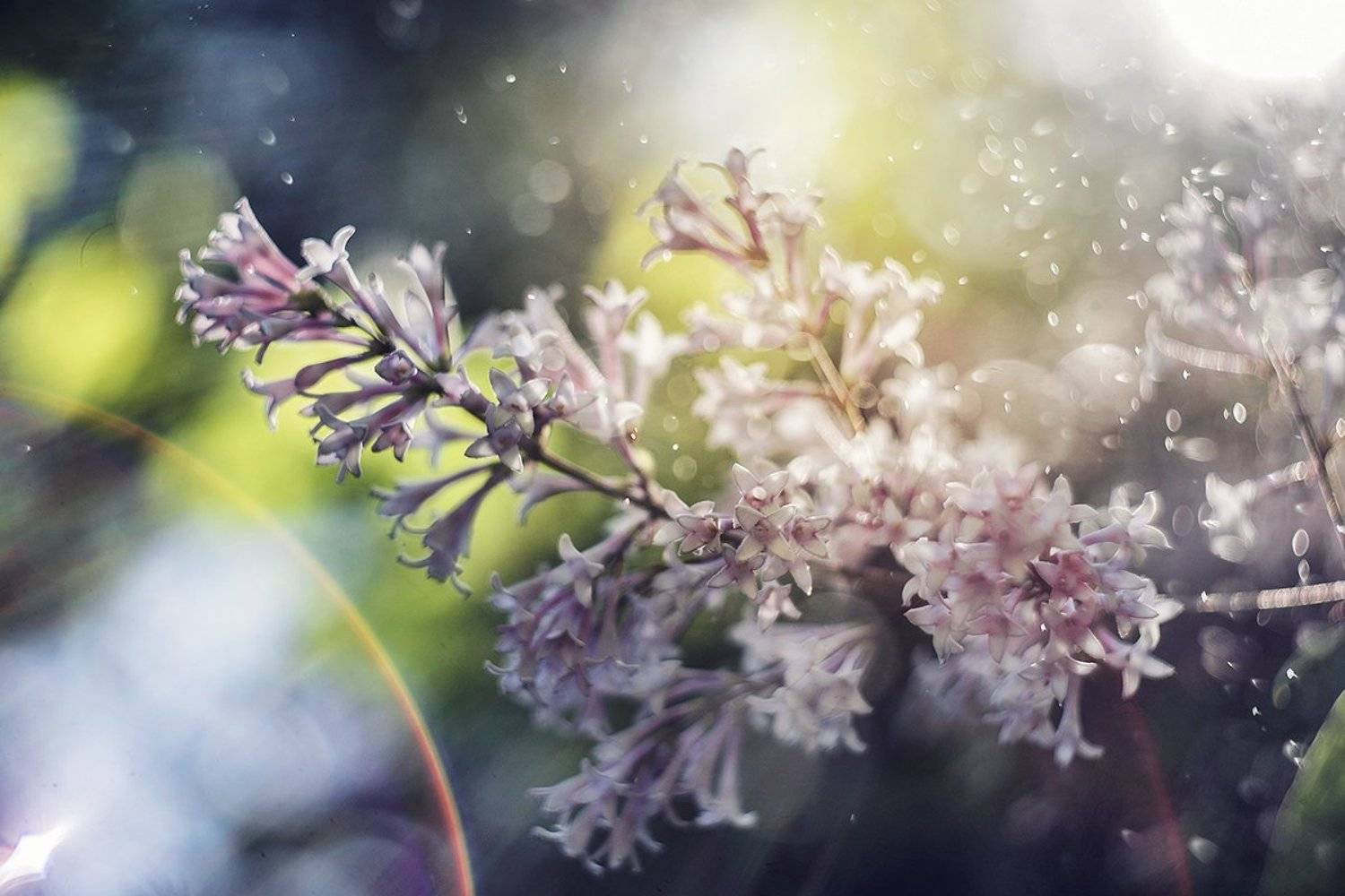 макро, макрофотография, макросъемка, боке, лето, цветы, сирень, Ксения Орлова