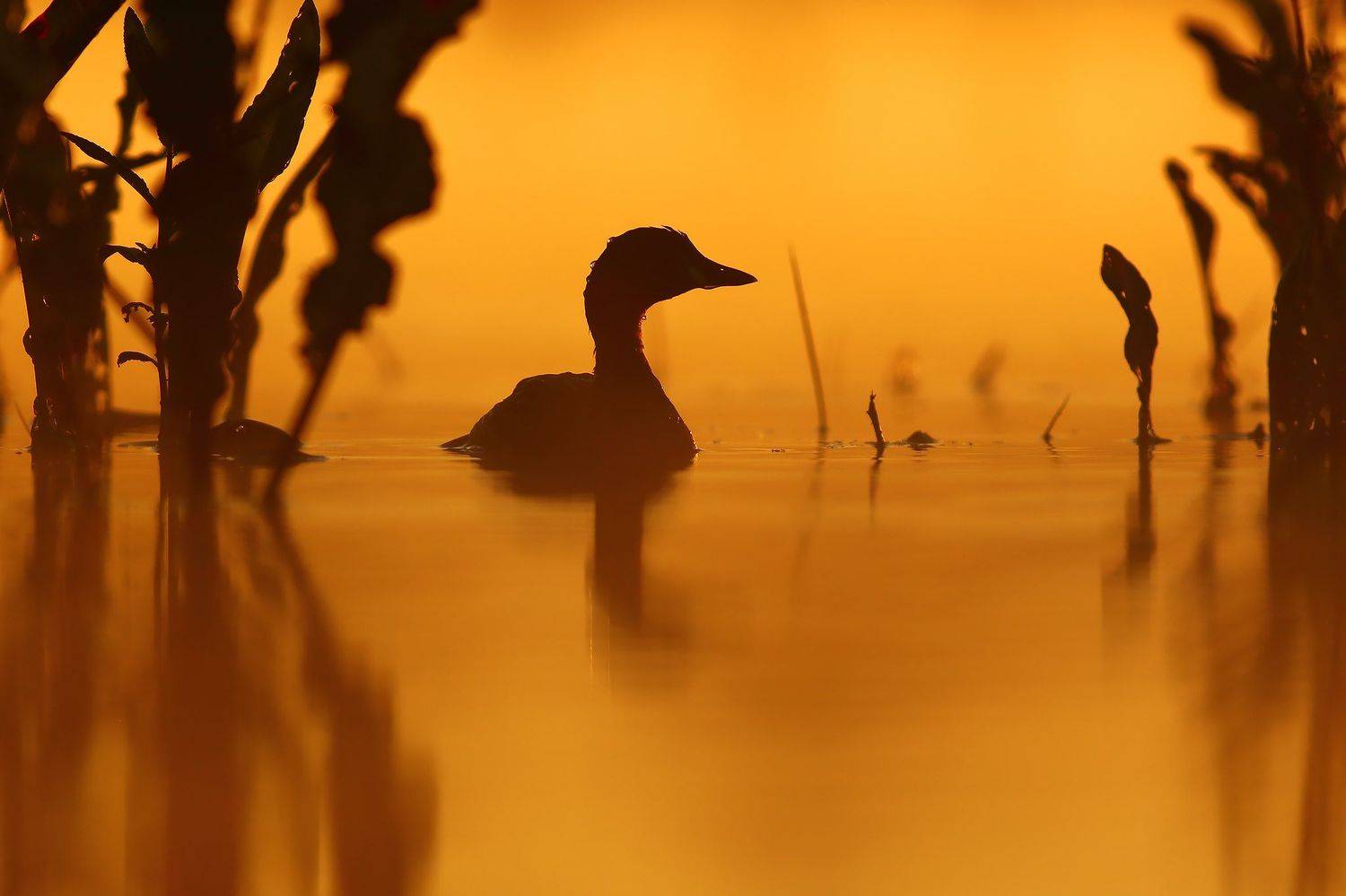Morning Little grebe. Автор: Łukasz Sokół , Łukasz Sokół
