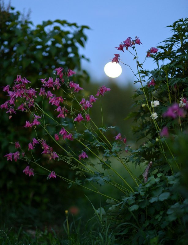 история, одной, лампочки, (луны) История одной \